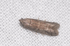 Ephestia woodiella