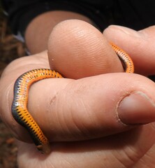 Diadophis punctatus punctatus