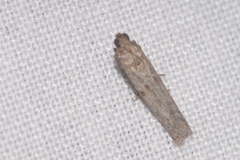 Cadra figulilella