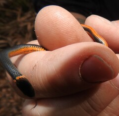 Diadophis punctatus punctatus