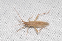 Stenodema calcarata