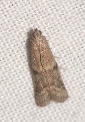 Ephestia woodiella