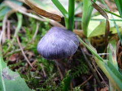 Inocybe lilacina