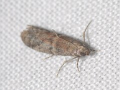 Ephestia woodiella