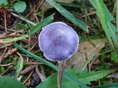 Inocybe lilacina