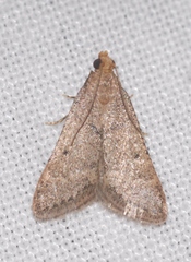 Bostra obsoletalis