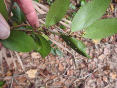 Lyonia lucida