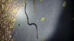 Cryptophis nigrescens