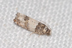 Epinotia thapsiana
