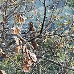 Grammatoptila striata