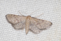 Idaea infirmaria