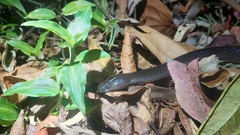 Cryptophis nigrescens