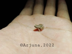 Microhyla