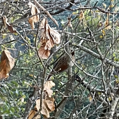 Grammatoptila striata