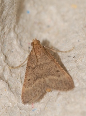 Bostra obsoletalis