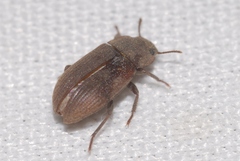 Gonocephalum rusticum