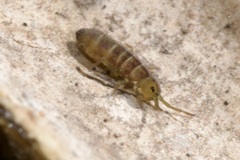 Isotomurus
