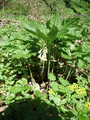 Cardamine enneaphyllos