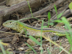 Cnemidophorus gramivagus