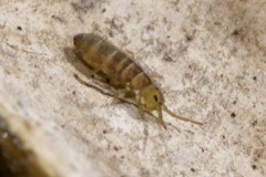Isotomurus