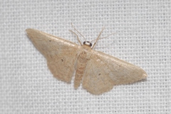 Idaea obsoletaria