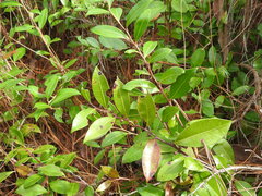 Lyonia lucida