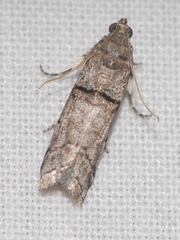 Acrobasis romanella
