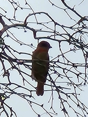 Pachyramphus aglaiae