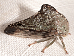 Telamona monticola