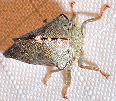 Telamona monticola