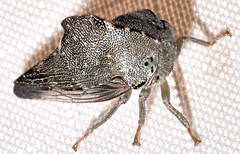 Telamona monticola