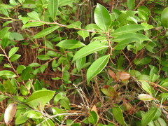 Lyonia lucida