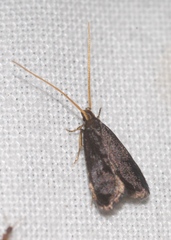Lecithocera nigrana