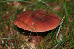 Cortinarius sanguineus