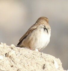 Passer hispaniolensis