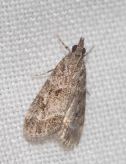 Eudonia mercurella