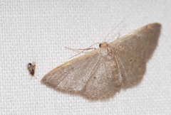 Idaea predotaria