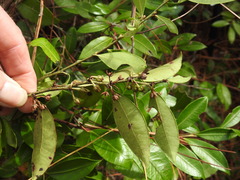 Lyonia lucida