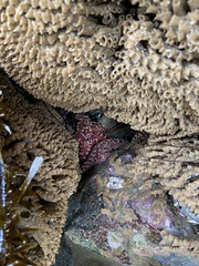 Pisaster ochraceus