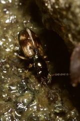 Bembidion articulatum