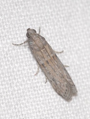 Cadra figulilella