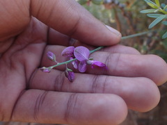 Polygala virgata