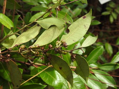 Lyonia lucida