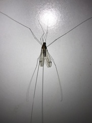 Megistocera