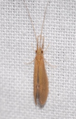 Oecetis testacea