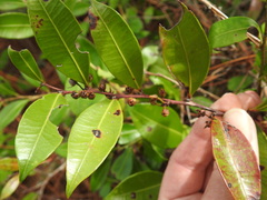 Lyonia lucida