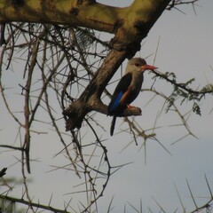 Halcyon leucocephala