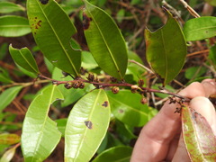 Lyonia lucida