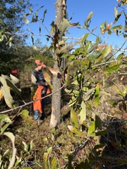 Quercus incana