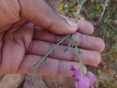 Polygala virgata